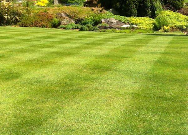 Commercial Grass Cutting in Kaysville