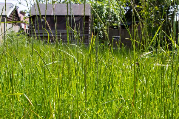 Overgrown Lawn Trimming in Kaysville