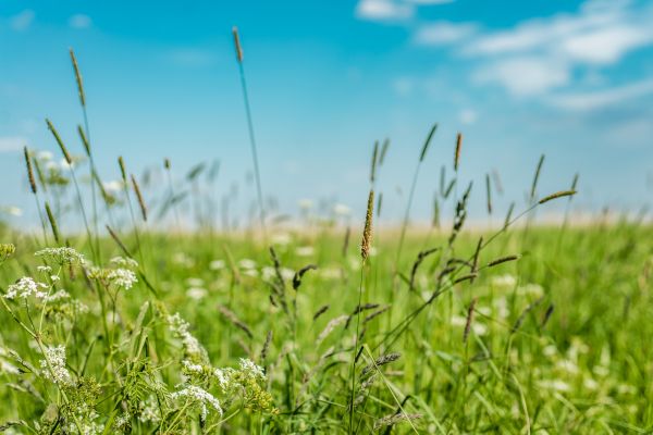 High Grass Trimming in Kaysville