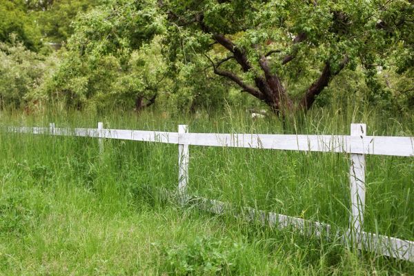 Cost of Fence Line Trimming in Kaysville