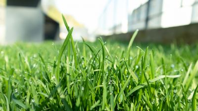 Close-Up of Cut Grass